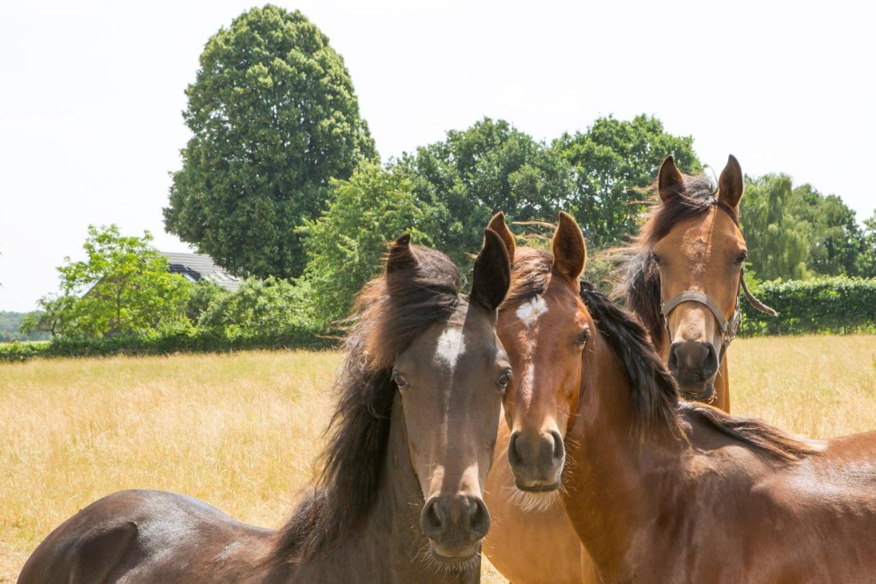 Melderslo B&B De Nieuwenhof 'De Voorkamer' المظهر الخارجي الصورة